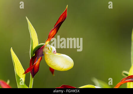 Pianella della Madonna orchid, Cypripedium calceolus, portamento carriole, lancashire, Regno Unito Foto Stock