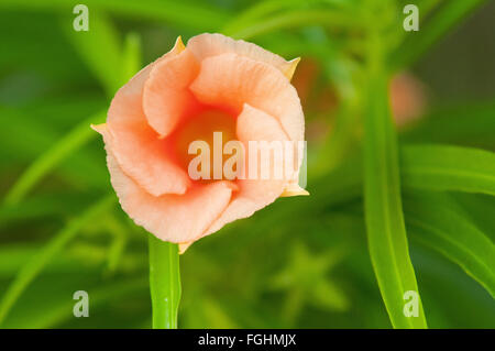 Un Be-Still Tree (Thevetia peruviana) Blossom in Kauai, Hawaii. Foto Stock