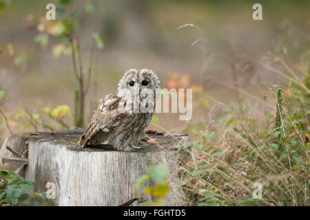 Allocco / Waldkauz ( Strix aluco ) si siede su un ceppo di albero in ambiente naturale di una radura. Foto Stock