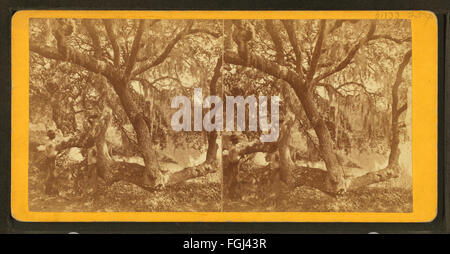 Live oaks nel cimitero di Magnolia, Charleston, S.C, da S. T. Souder Foto Stock