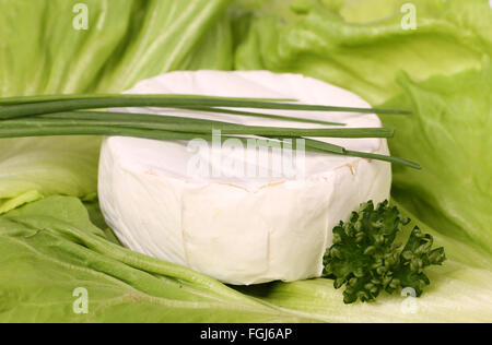 Round morbidi formaggi alle erbe su uno sfondo verde Foto Stock