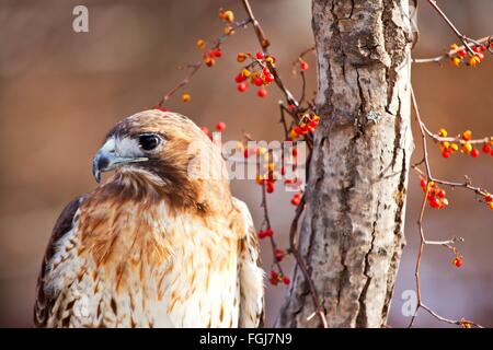 Red Tailed Hawk - Red Tailed Hawk appollaiato sul ramo con bacche rosse Foto Stock