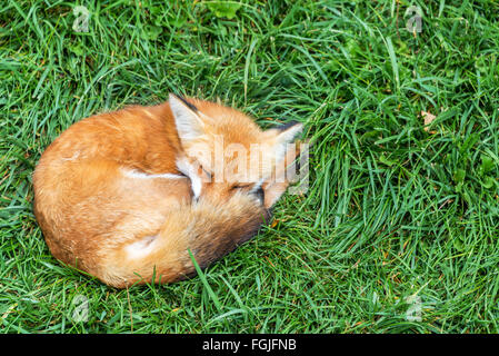 Fox rilassante in un campo di erba verde Foto Stock