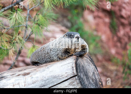 Vista di una marmotta rilassante su un log Foto Stock