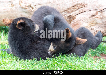 Giocoso black bear cubs Foto Stock