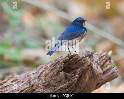 Un maschio rosso-fiancheggiata Bluetail arroccato su un piccolo registro sul suolo della foresta nel Nord della Thailandia Foto Stock