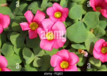 Oxalis purpurea, Viola sorrel, granduchessa sorrel, erbe perenni con lampadine della metropolitana, trifoliate foglie e fiori di colore rosa Foto Stock