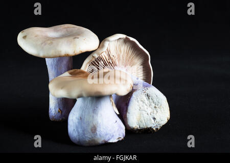 Una macro immagine della stipe, branchie e lo stelo di un gruppo di Re fungo a campana/funghi (Pleurotus eryngii) Foto Stock