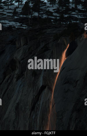 Un primo piano di sommità di equiseto rientrano nel Parco Nazionale di Yosemite in California. Durante la giusta combinazione di meteo e runoff, questa cascata si illumina con il colore del sole durante un breve periodo nel mese di febbraio. Fotografi da tutto il mondo il viaggio per catturare questo fenomeno naturale Foto Stock