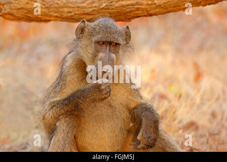 Chacma baboon (Papio hamadryas ursinus) ritratto, Kruger National Park, Sud Africa Foto Stock