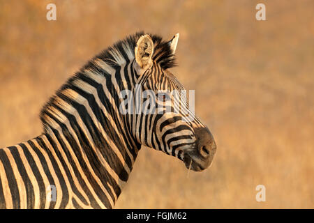 Ritratto di una pianura (Burchells) Zebra (Equus burchelli), Sud Africa Foto Stock