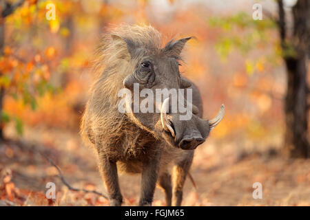 Warthog (Phacochoerus africanus) in habitat naturale, il Parco Nazionale Kruger, Sud Africa Foto Stock