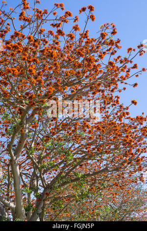 Fioritura di alberi di corallo a San Diego, California Foto Stock