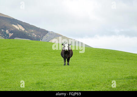 Staring cow su un prato in South Island, in Nuova Zelanda Foto Stock