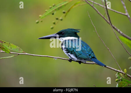 Amazon Kingfisher, adulti sul ramo, Pantanal, Mato Grosso, Brasile, Sud America / (Chloroceryle amazona) Foto Stock