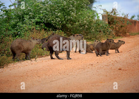 Capibara, famiglia con youngs sulla riva, Pantanal, Mato Grosso, Brasile, Sud America / (Hydrochoerus hydrochaeris) Foto Stock