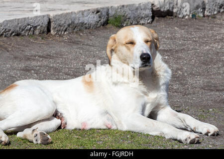 Cane sdraiati al sole Foto Stock