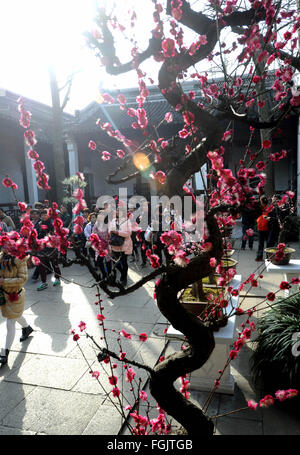 Suzhou, cinese della provincia di Jiangsu. Xx Febbraio 2016. Vista persone fiori di susina al Lion Grove Giardino di Suzhou, est cinese della provincia di Jiangsu, Feb 20, 2016. © appendere Xingwei/Xinhua/Alamy Live News Foto Stock