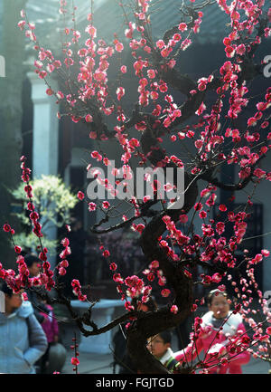 Suzhou, cinese della provincia di Jiangsu. Xx Febbraio 2016. Vista persone fiori di susina al Lion Grove Giardino di Suzhou, est cinese della provincia di Jiangsu, Feb 20, 2016. © appendere Xingwei/Xinhua/Alamy Live News Foto Stock