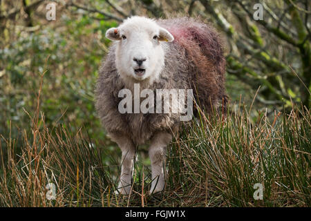 Colti di sorpresa Foto Stock