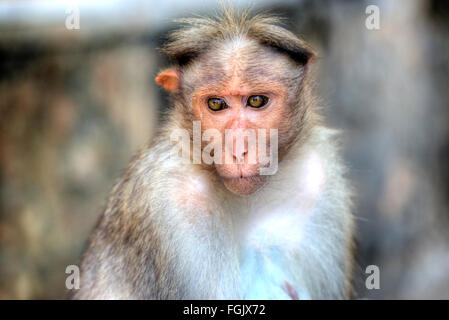 Monkey nel Parco Nazionale del Periyar, Thekkady Kerala, India Foto Stock