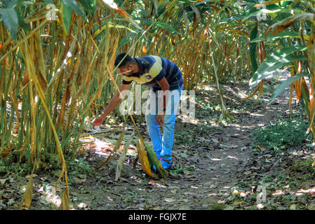 Il cardamomo plantation, Thekkady, del Periyar, Kerala, India del Sud, Asia Foto Stock