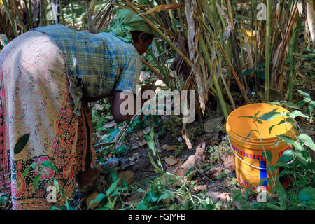 Il cardamomo plantation, Thekkady, del Periyar, Kerala, India del Sud, Asia Foto Stock