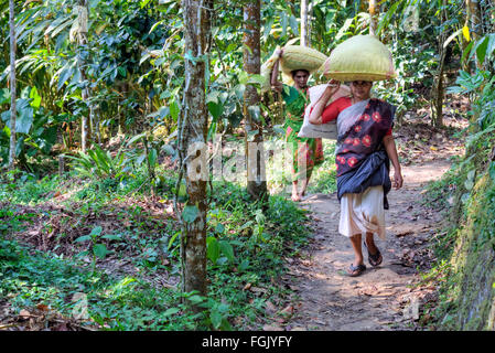 Il cardamomo plantation, Thekkady, del Periyar, Kerala, India del Sud, Asia Foto Stock