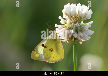 Berger è offuscato Giallo farfalla Colias alfacariensis australis Foto Stock