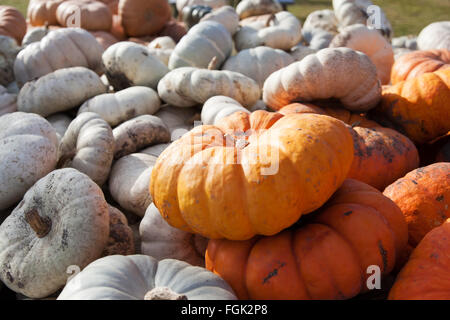 Un assortimento di bianco e arancione zucche vengono impilati in un carro degli agricoltori Foto Stock