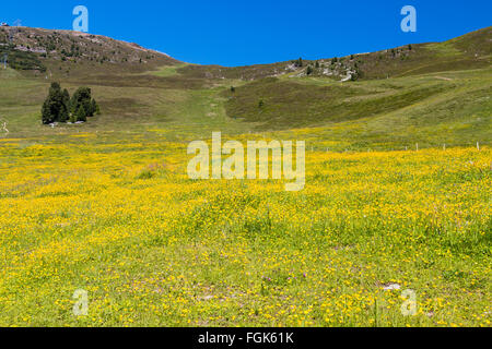 Fiore giallo prato in Pitztal in Austria in estate Foto Stock