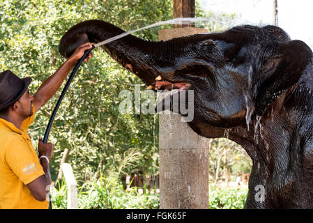 Un mahout (elephant keeper) di lavaggio verso il basso una catena di giovane elefante femmina all'Orfanotrofio degli Elefanti di Pinnawela su Kegalle-Rambukkan Foto Stock