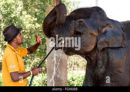 Un mahout ( elephant keeper) lavaggio giù un giovane elefante femmina all'Orfanotrofio degli Elefanti di Pinnawela sulla strada Kegalle-Rambukkana Foto Stock