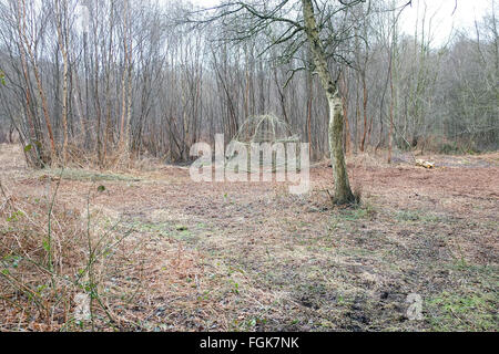 Gli inizi della ricreazione di un antica casa o capanna sulla Somerset livelli vicino Meare. Foto Stock