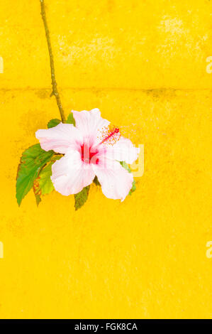 Fiore hibischibiscus contro la parete gialla Foto Stock