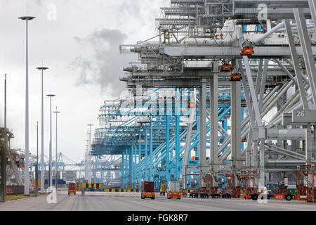 ECT e APM terminal per container nel porto di Rotterdam. Il porto è il più grande in Europa Foto Stock