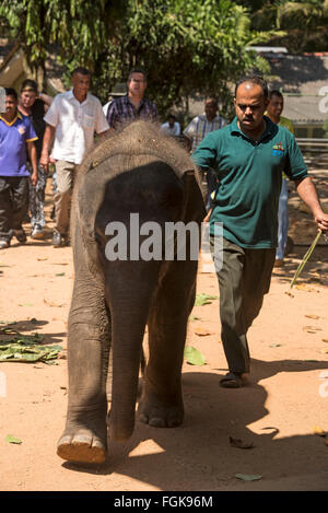 Un vitello di elefante essendo guidato dal suo detentore di un anello interno di essere bottiglia-alimentato da turisti in visita a Pinnawela elefante orfano Foto Stock