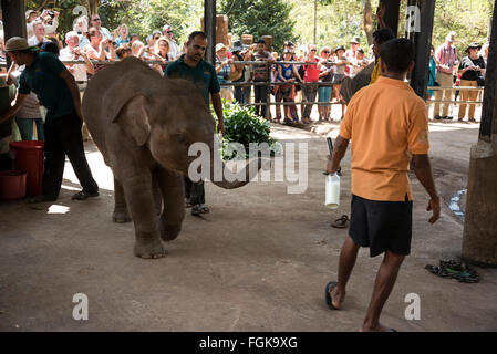 Un vitello elefante alimentato in bottiglia dai turisti all'Orfanotrofio degli elefanti di Pinnawela a Rambukkana Sri Lanka Foto Stock