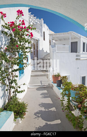 Santorini - il look tipicamente a corsia con lui i fiori a Imerovigli. Foto Stock