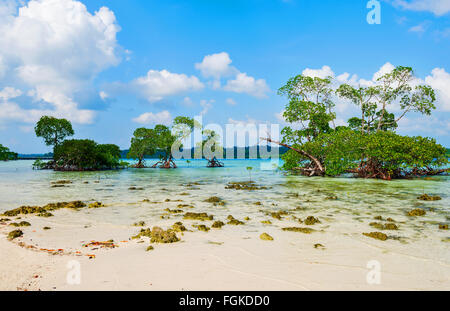 Vegetazione di mangrovie a Vijay Nagar Sea coast in Havelock island, INDIA ANDAMANE Foto Stock