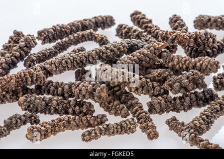 Piperaceae Piper longum, lungo il pepe, Javanese pepe, Indiano indonesiano pepe lungo l'India, Bengali pepe, spice, medicina, pip Foto Stock