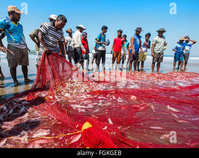 Sondaggio di pescatori le loro catture dopo il traino del net su una spiaggia in Maharashtra, India Foto Stock