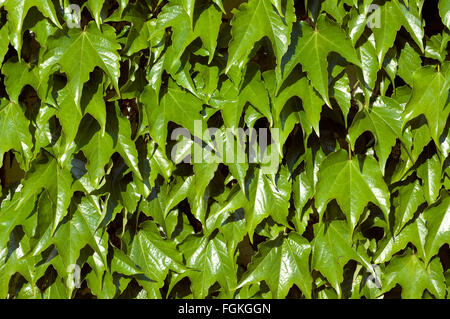 Wilder Wein; Parthenocissus quinquefolia Foto Stock