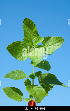 Zitronenmelisse, melissa;; Melissa officinalis; Foto Stock