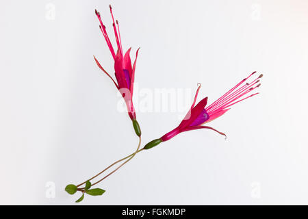 Nizza fuchsia blossoms alta chiave macro Foto Stock