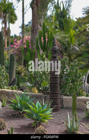 Cactus in giardino in estate, diversi tipi di Foto Stock