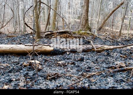Area di foresta dopo la combustione controllata Foto Stock