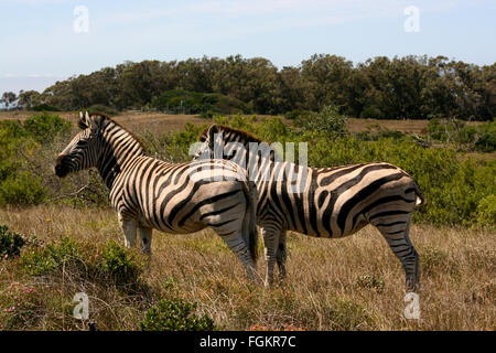Due zebre nella boccola ad Addo Elephant National Park, Sud Africa Foto Stock