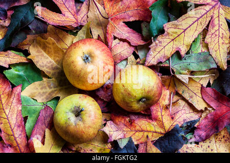 Tre Cox le mele su un letto di foglie di autunno. Foto Stock