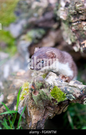 Stoats sono noti anche come il corto-tailed weasel Foto Stock